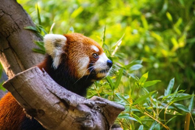 Pandu červenou Mezinárodní svaz ochrany přírody  (IUCN) řadí mezi ohrožené druhy | foto: Unsplash,  Licence Unsplash