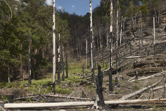 Rozhraní požářiště a smíšeného lesa | foto: Jakub Delibalta