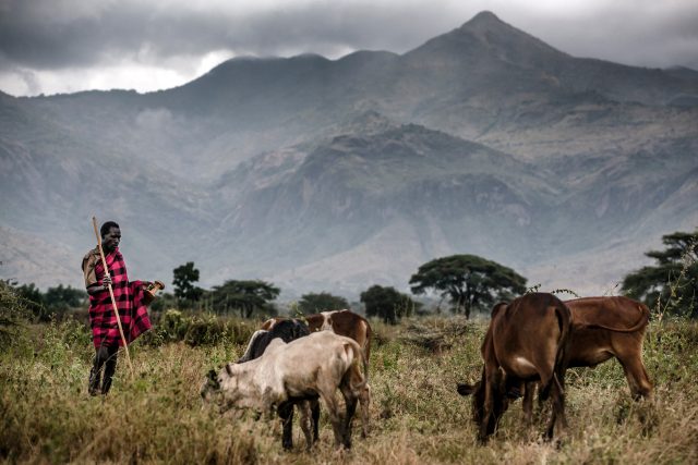 Pastevec se svým stádem,  na pozadí ugandská hora Moroto | foto: Luis Tato,  AFP Photo / Profimedia