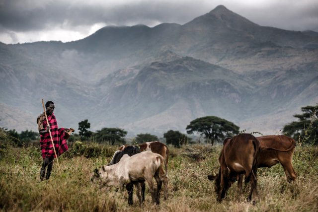 Pastevec se svým stádem,  na pozadí ugandská hora Moroto | foto: Luis Tato,  AFP Photo / Profimedia