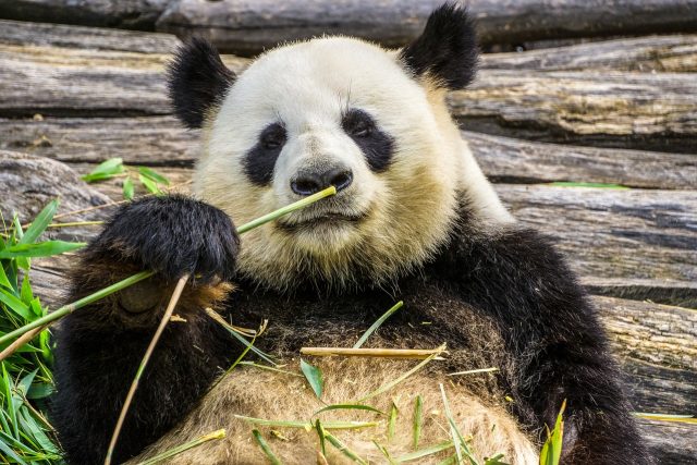 Panda velká | foto: autor neznámý,  Pixabay,  Licence Pixabay
