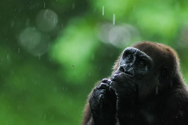 Gorila nížinná | foto:  Nadační fond Neuron
