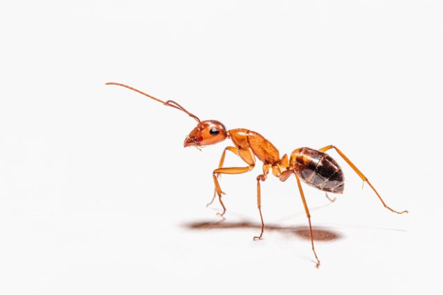 Na světě existuje více než 15 700 pojmenovaných druhů a poddruhů mravenců | foto: Fotobanka Unsplash