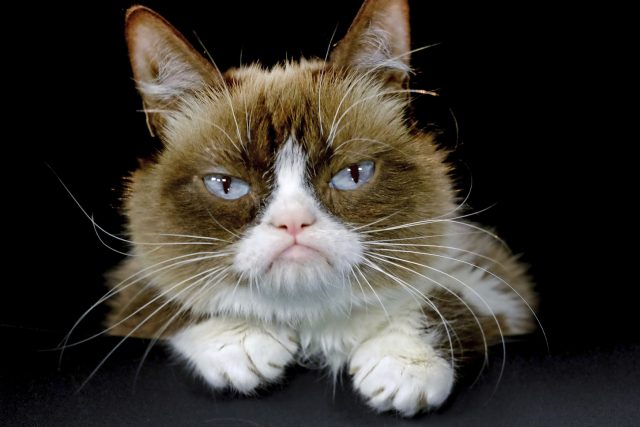 Zemřela Grumpy Cat | foto: ČTK/AP/Richard Vogel
