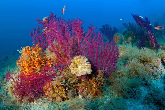 Odborníci teď říkají,  že jedinou možností,  jak zachránit korály a korálové útesy ve Středozemním moři,  je přijmout radikální opatření | foto: Profimedia