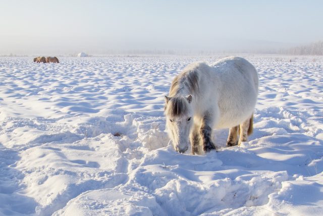 Odolní koně nedaleko vesnice Ojmjakon,  nejchladnějšího trvale osídleného místa na Zemi | foto: Jolana Sedláčková