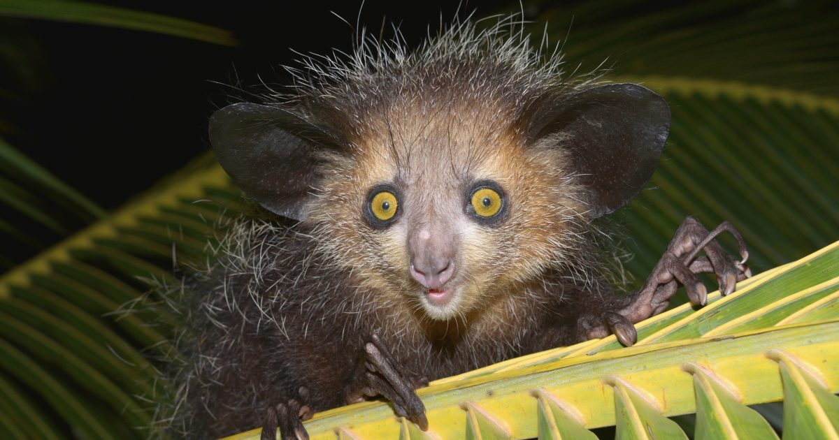 In der Nase bohren?  Du bist nicht alleine.  Der Nasenaffe von Madagaskar hat für diese Zwecke einen speziellen langen Finger