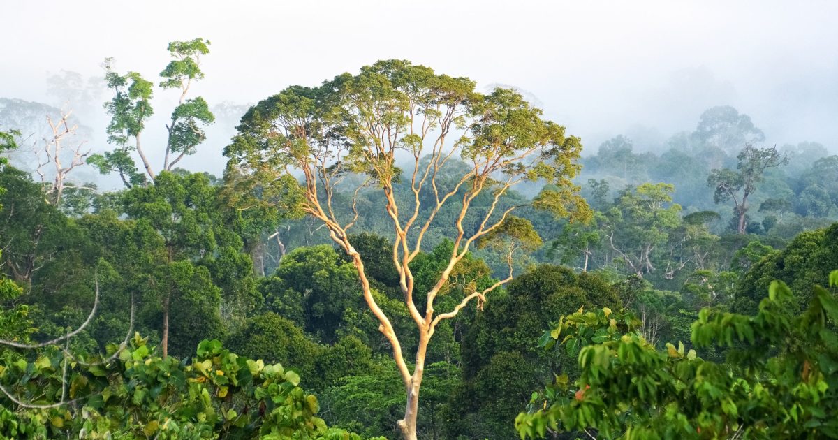Le Brésil, le Congo et l’Indonésie proposent la création d’une nouvelle organisation pour protéger les forêts tropicales