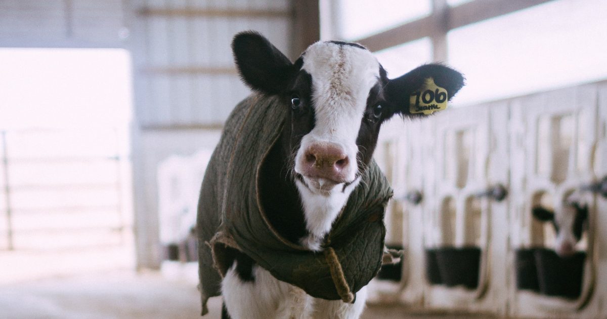 Les agriculteurs fabriquent des protège-oreilles pour les veaux afin de les protéger du froid et du vent