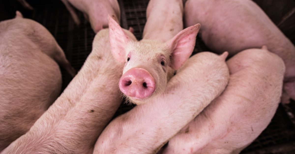 Němečtí vědci budou chovat genetiky upravená prasata jako zdroje pro transplantace lidských srdcí