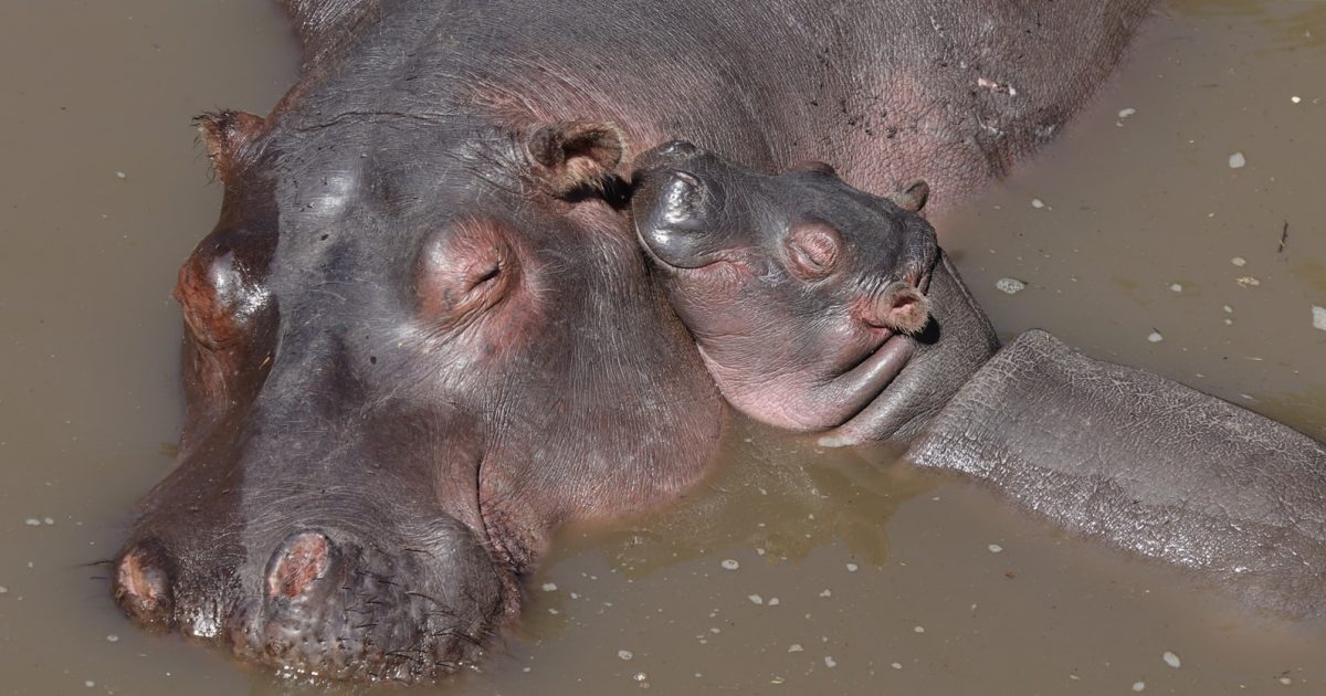 Les hippopotames peuvent reconnaître la voix de leurs amis, selon une nouvelle étude